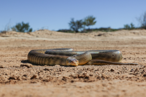 Woma Python sighting