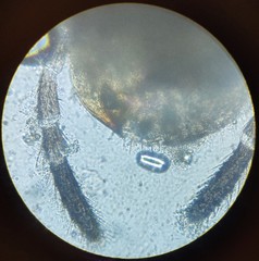 Lachesilla pedicularia