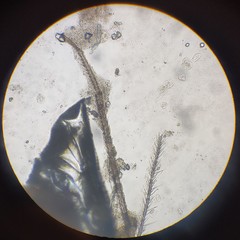 Lachesilla pedicularia