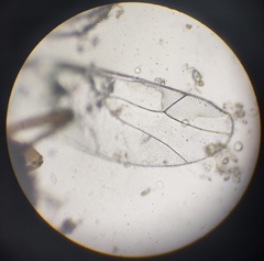 Lachesilla pedicularia