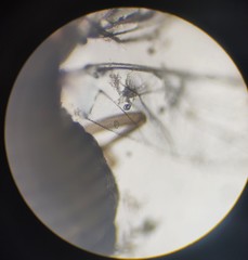 Lachesilla pedicularia