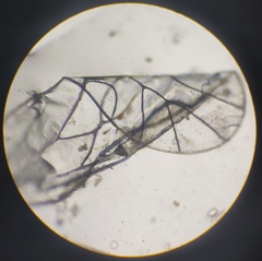 Lachesilla pedicularia