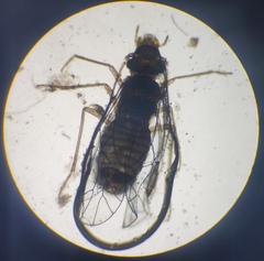 Lachesilla pedicularia