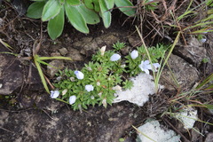 Craterocapsa tarsodes