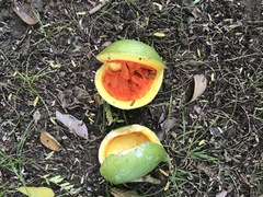 Tabernaemontana glabra