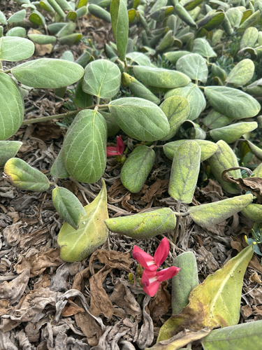 Canavalia sericea observed 2025-10-17
