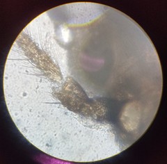 Lachesilla pedicularia