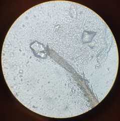 Lachesilla pedicularia