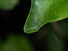 Bijoaraneus mitificus