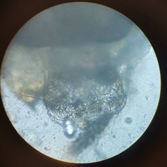 Lachesilla pedicularia