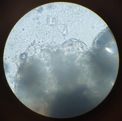 Lachesilla pedicularia