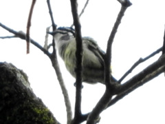 Pogoniulus bilineatus