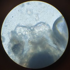 Lachesilla pedicularia