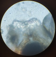 Lachesilla pedicularia