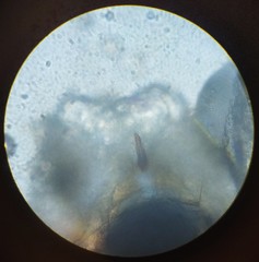 Lachesilla pedicularia