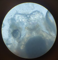 Lachesilla pedicularia