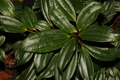 Viburnum davidii