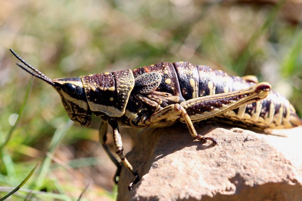 Monistria