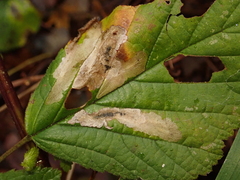 Coptotriche marginea