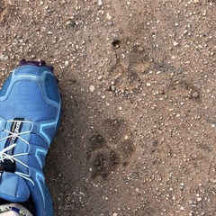 Hyaena hyaena