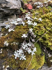 Antennaria rosea pulvinata