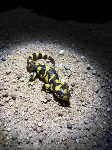 Barred Tiger Salamander