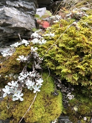 Antennaria rosea pulvinata