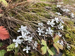 Antennaria rosea pulvinata