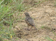 Mirafra assamica