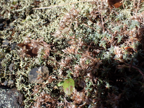 silverling (Paronychia argyrocoma)