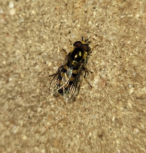 Unknown species found near Lawrenceburg, KY 40342, USA