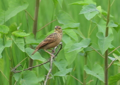 Mirafra assamica