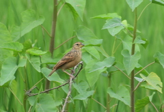 Mirafra assamica