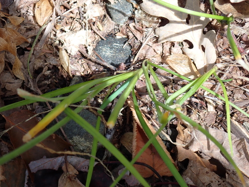 Allegheny Onion (Allium allegheniense)
