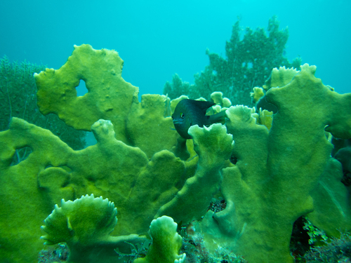 Threespot damselfish (Stegastes planifrons) — Pomacentridae — 4