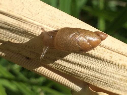 Niobrara Ambersnail