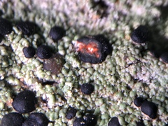 Mycoblastus sanguinarioides