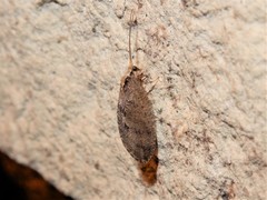 Wesmaelius subnebulosus