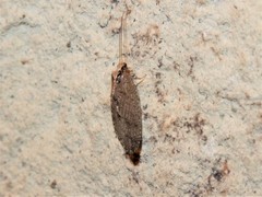 Wesmaelius subnebulosus