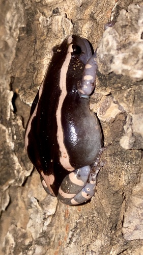 Red-Banded Rubber Frog