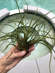 Tillandsia balbisiana