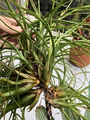 Tillandsia balbisiana