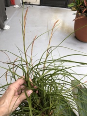 Tillandsia balbisiana