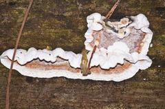 Skeletocutis amorpha