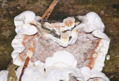 Skeletocutis amorpha