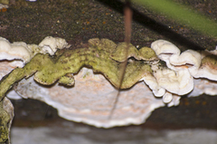 Skeletocutis amorpha