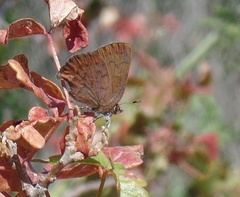 Callophrys augustinus iroides