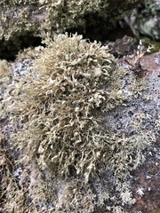 Ramalina obtusata