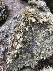 Ramalina obtusata