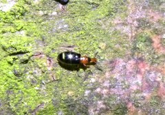 Salpingus ruficollis